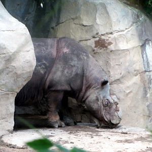 Ipuh the Sumatran Rhinoceros