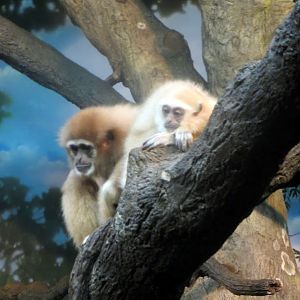White-handed Gibbon and Young