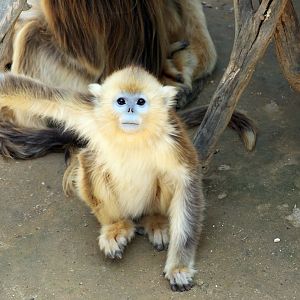 golden monkey