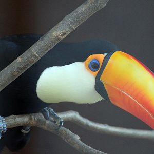Toco Toucan
