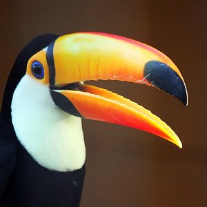 Toco Toucan