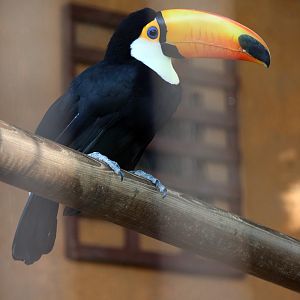 Toco Toucan