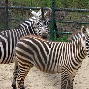 Grant's zebra