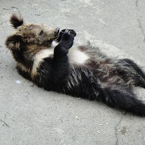 Tibetan blue bear at Chengdu zoo 2012-5-11