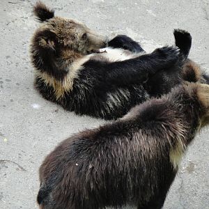 Tibetan blue bear at Chengdu zoo 2012-5-11