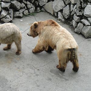 Himalayan brown bear at Chengdu zoo 2012-5-11