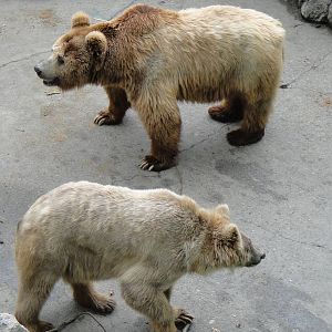 Himalayan brown bear at Chengdu zoo 2012-5-11