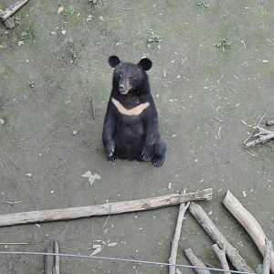 Asian black bear at Chengdu zoo 2012-5-11