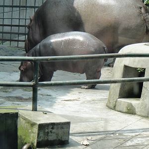 Hippo at Chengdu zoo 2012-5-11