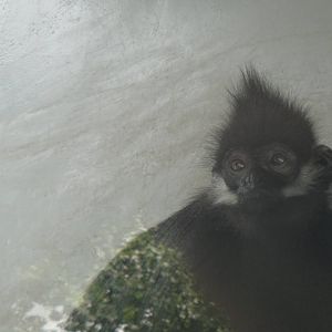 Francois's Leaf Monkey at Chengdu zoo 2012-5-11