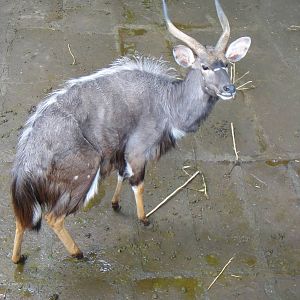 Nyala at Chengdu zoo 2012-5-11