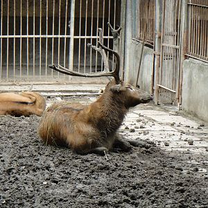 David's deer at Chengdu zoo 2012-5-11