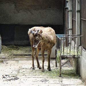White-lipped deer at Chengdu zoo 2012-5-11