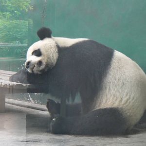 Giant Panda at Chengdu zoo 2012-5-11