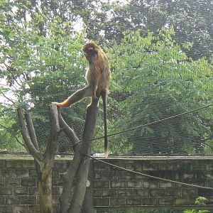 Golden Snub-nosed Monkey at Chengdu zoo 2012-5-11