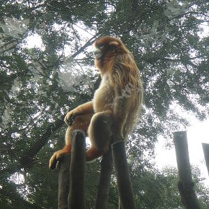 Golden Snub-nosed Monkey at Chengdu zoo 2012-5-11