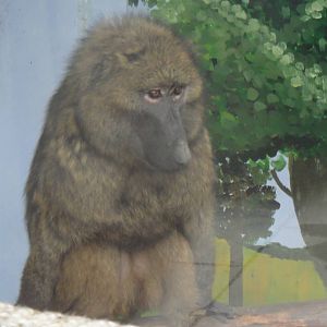 Olive baboon at Chengdu zoo 2012-5-11