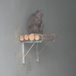 Stump-tailed macaque at Chengdu zoo 2012-5-11