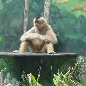 White-cheeked Gibbon at Chengdu zoo 2012-5-11