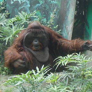 Orangutan at Chengdu zoo 2012-5-11