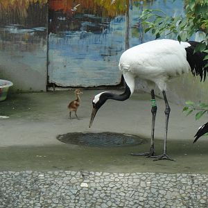 Red-crowned Crane at Chengdu zoo 2012-5-11