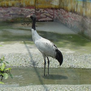 Black-necked Crane at Chengdu zoo 2012-5-11