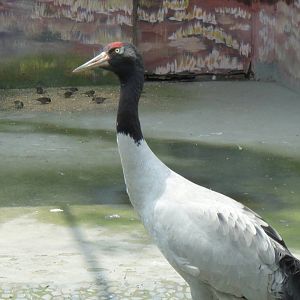 Black-necked Crane at Chengdu zoo 2012-5-11