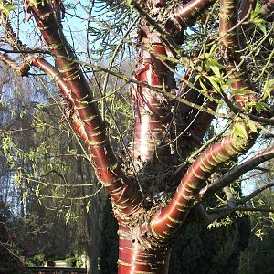 Sewerby Hall and Gardens, tree near zoo