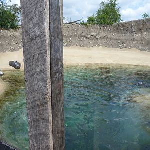 Pinniped Point (Seal Exhibit) - 5/3/12
