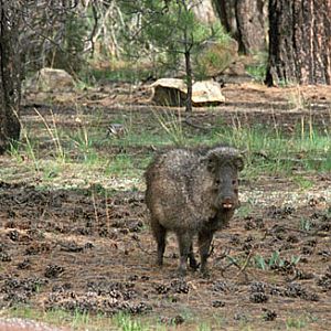 wild javelina