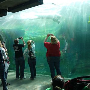 Polar Frontier Underwater Viewing