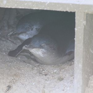 Little Penguins in nestbox