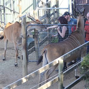 Eland and Zebra encounter