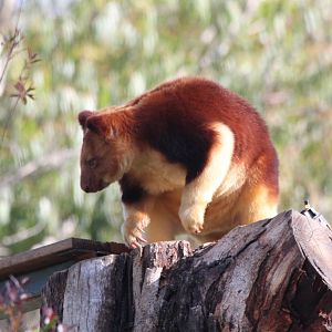 Goodfellows Tree Kangaroo