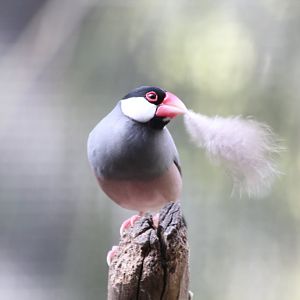 Java Sparrow