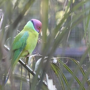 Plumhead Parrot male