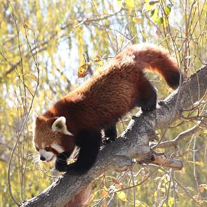 Red Panda