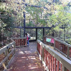 New Snow Leopard viewing