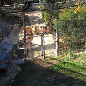 Tiger encounter feeding area