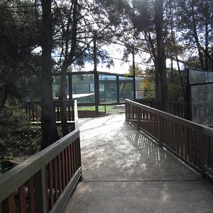 New tiger viewing window