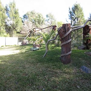 Tree Kangaroo enclosure