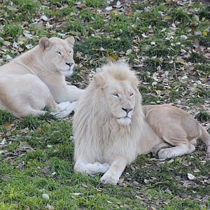White Lions