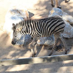 Zebra Foal