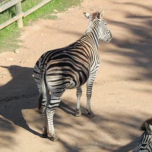 Pregnant Zebra mare