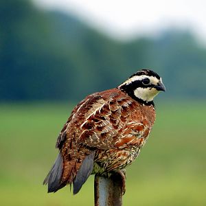 Northern Bobwhite