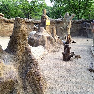 meerkat Exhibit