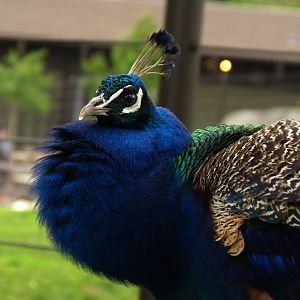 Indian Peacock, 5-3-12