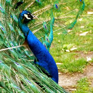 Indian Peacock, 5-3-12