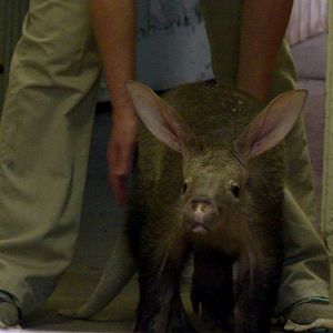 Baby Aardvark (Aarvark exhibit), 5-3-12