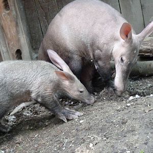 Investigating Aardvarks (Aardvark Exhibit), 5-3-12